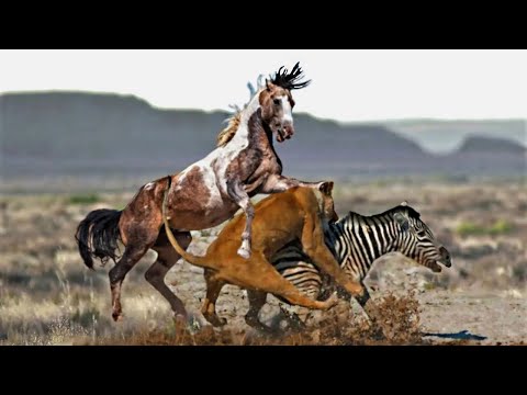 Видео: ЛОШАДЬ Напала На Льва! Вот Что Было Дальше...