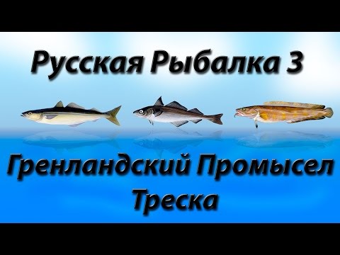 Видео: Гренландский Промысел Треска