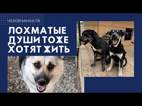 Видео: Приют для животных "Лохматая душа", г. Чехов // Чеховчанка.ТВ