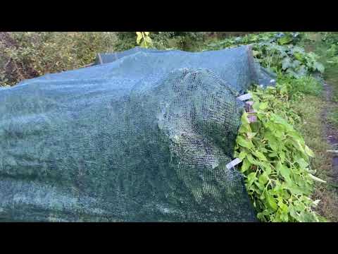 Видео: Купила затеняющую сетку #органическоеземледелие