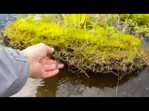 Видео: Плавающий остров в пруду