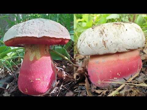 Видео: ЕГО ВЫСОЧЕСТВО САТАНИНСКИЙ ГРИБ !!! БИНГА !!! САТАНИНСКИЙ ФИЛЬМ ! БОРОВИК ! Грибы 2021 !