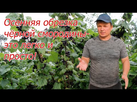 Видео: Осенняя обрезка чёрной смородины. Как это сделать легко и правильно.