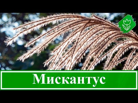 Видео: 🌾 Растение мискантус – посадка и уход в открытом грунте, виды и сорта мискантуса