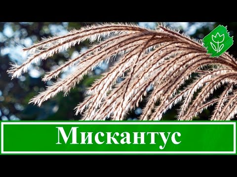 Видео: 🌾 Растение мискантус – посадка и уход в открытом грунте, виды и сорта мискантуса