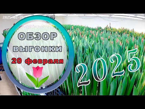 Видео: 🔎 Обзор выгонки тюльпана 20 февраля // 2025
