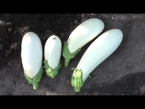 Видео: Выращивание рассады баклажанов. Практический опыт.