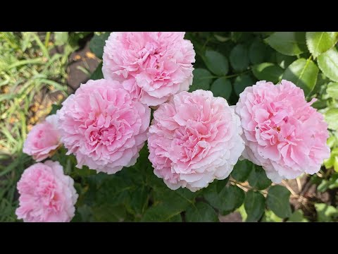 Видео: Цветение роз в конце июля. Очаровашки и разочаровашки ч.2