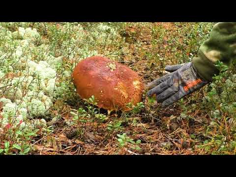 Видео: ОСЕНЬ / ГУСИ УЛЕТАЮТ