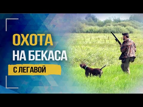 Видео: Охота на бекаса с легавой