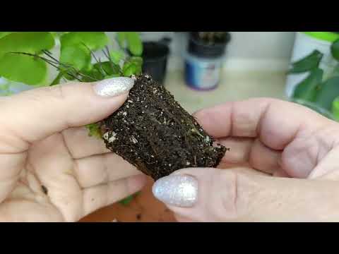 Видео: Мои сеянцы папоротники.Пересадка.