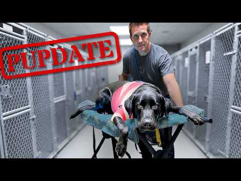 Видео: Жизнь Олив на ферме изменится навсегда!