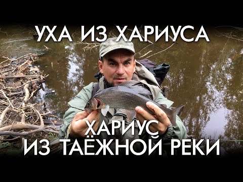 Видео: УХА ИЗ ХАРИУСА / ХАРИУС ИЗ ТАЕЖНОЙ РЕКИ