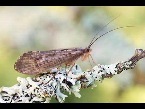 Видео: № 87.Хариус. Мушка верховая( мокрая).Ручейник.