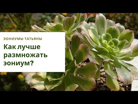 Видео: Вершки или корешки? Размножение эониума