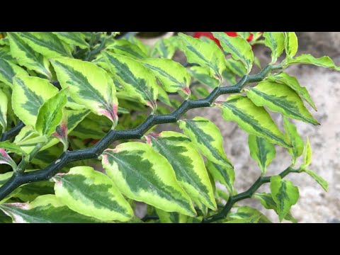 Видео: Растения для дома | Pedilanthus tithymaloides