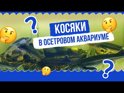 Видео: Осетр в аквариуме / О моих косяках и фильтрации