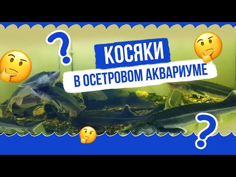 Видео: Осетр в аквариуме / О моих косяках и фильтрации