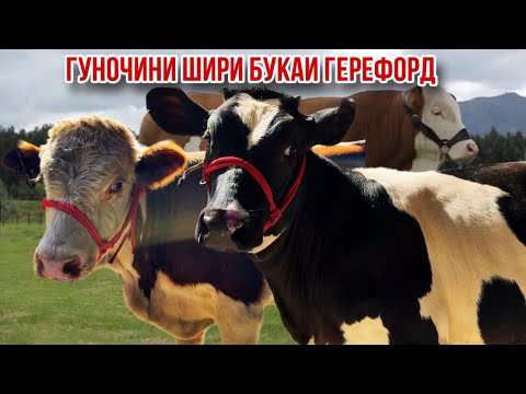 Видео: Букаи герефорд гуночин шири 13 сентября 2025 г.