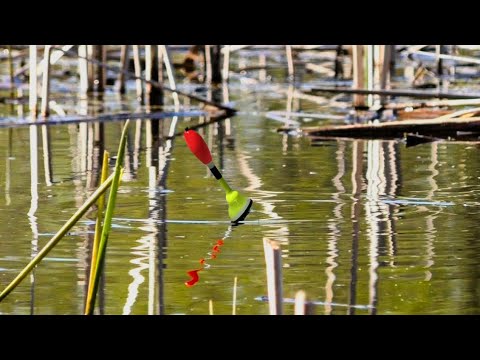 Видео: САМОДЕЛЬНАЯ ПРИКОРМКА Собрала РЕАЛЬНЫХ КАРАСЕЙ!ТЕПЕРЬ ЛОВЛЮ ТОЛЬКО ТАК!!!