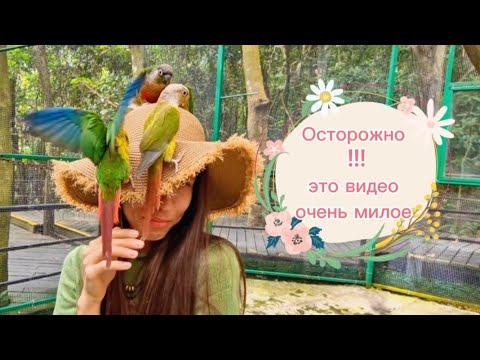 Видео: о.Хайнань деревня Ли и Мяо