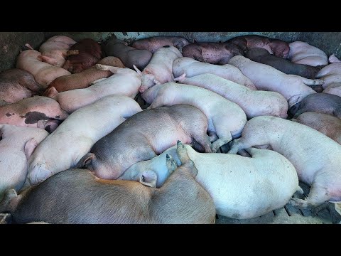 Видео: ПРИЇХАВ ХАРКІВСЬКИЙ ІЛОСОС,СВИНІ В  ШОЦІ. АНГАР ДЛЯ ЗЕРНА, ПРИВЕЗЛИ   ГАЗОБЛОК НА НОВИЙ САРАЙ.