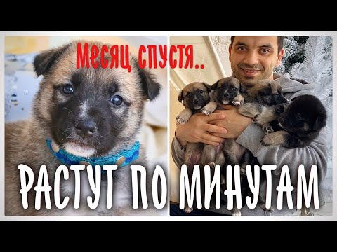 Видео: 7 щенков спустя месяц. Пристраиваем по всему миру.