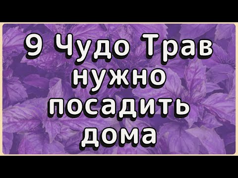 Видео: ТОП 9 трав для здоровья пожилых можно вырастить на подоконнике.