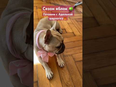 Видео: Готовим с Аделькой шарлотку 🥮 #frenchbulldog #собака #французскийбульдог #шарлоткарецепт #животные