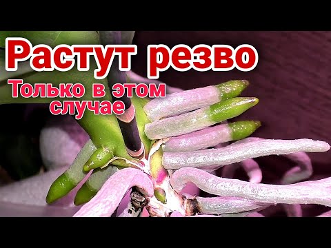 Видео: 💪КОРНИ ОРХИДЕЙ в декабре ПРУТ как танки🔥 ПОТОМУ ЧТО ☝️четыре года эксплуатации💡