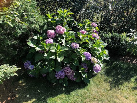 Видео: 🌺🌸🌺Укрытие крупнолистной гортензии.⛱