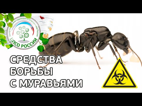 Видео: ☣️ БОРЬБА С МУРАВЬЯМИ В САДУ. СРЕДСТВА БОРЬБЫ С МУРАВЬЯМИ.