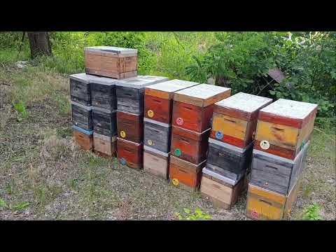 Видео: Нарешті це трапилось.