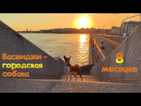 Видео: Басенджи в 8 месяцев или Городская собака | Basenji 8 months old