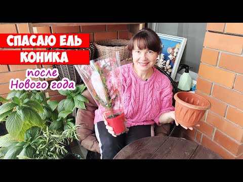 Видео: Ель Коника в горшке. Что с ней делать после Нового года?