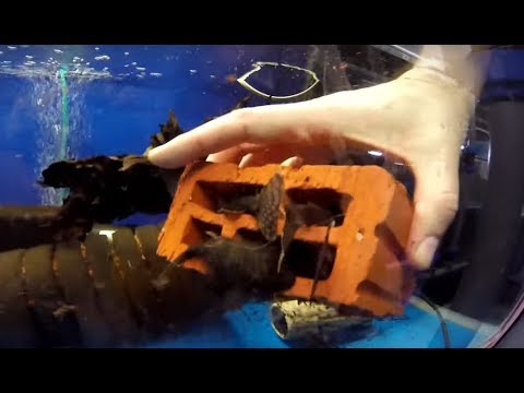 Видео: В гостях у Михаила Михайловича