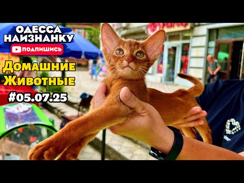 Видео: Невероятные ДОМАШНИЕ животные! СОБАЧИЙ БАЗАР | Продажа ПИТОМЦЕВ | Староконный Рынок!