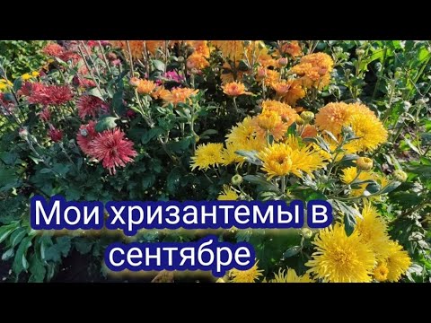 Видео: Мои корейские хризантемы в сентябре. Обзор маленького цветника