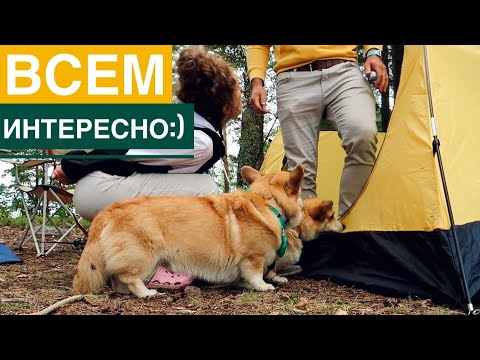 Видео: Вам точно понравится этот VLOG😍 волшебный день с собаками на природе!🏕День 1  - 2 часть