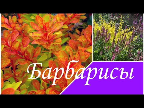 Видео: Барбарисы на Вайлдберриз, Барбарисы вместо Петунии, планы на следующий сезон.