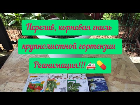 Видео: Огородной земле нет! Перелив, корневая гниль крупнолистной гортензии. Реанимация!!!🚑💊#гортензия