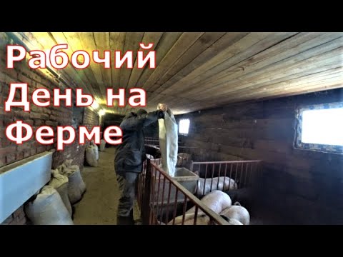 Видео: Рабочий день на ферме / Как обманывают покупателей поросят