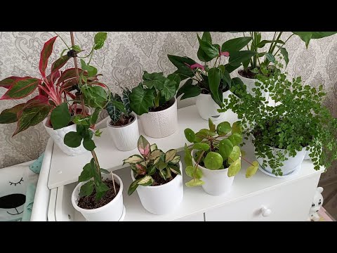 Видео: Мои комнатные растения в апреле 2021 Часть 1