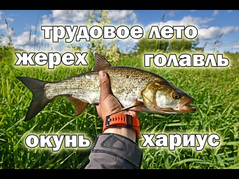 Видео: Трудовое лето на речке