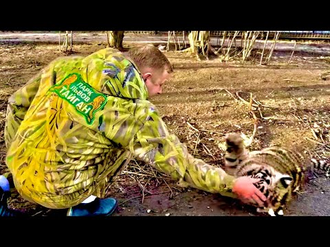 Видео: Люди прибежали к администратору и сказали что подросшие тигрята СЬЕЛИ маленького львенка…