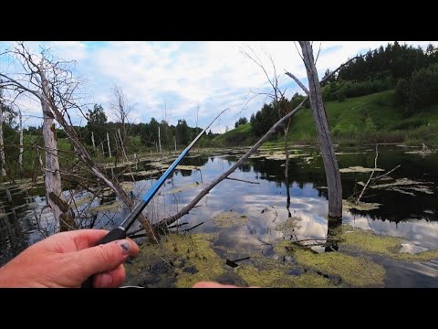 Видео: ДИКИЙ ЖОР ЩУКИ!Здесь Воды меньше чем щуки!