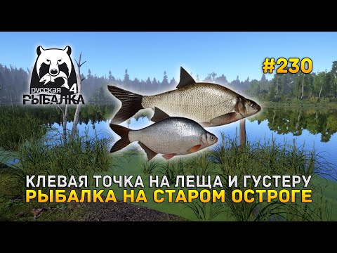 Видео: Клевая точка на Леща и Густеру. Рыбалка на Старом Остроге - Русская Рыбалка 4 #230