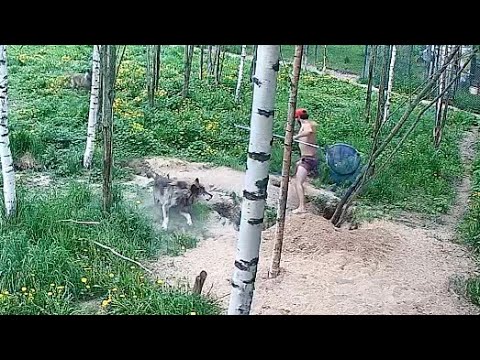 Видео: Полез в логово и за это расплатился 😱 Схватка волка и человека ‼️