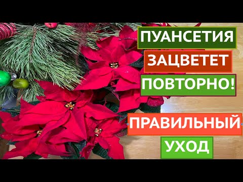 Видео: РОЖДЕСТВЕНСКАЯ ЗВЕЗДА ЗАЦВЕТЕТ ПОВТОРНО, ЕСЛИ ОБЕСПЕЧИТЬ ПРАВИЛЬНЫЙ УХОД!