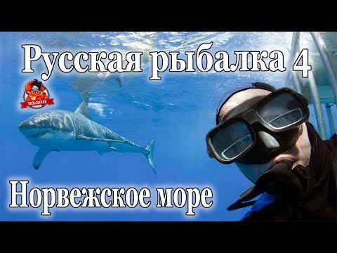Видео: Русская рыбалка 4 Ловим на донную оснастку с мертвой рыбой